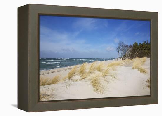 Dunes on the Western Beach of Darss Peninsula,-Uwe Steffens-Framed Premier Image Canvas