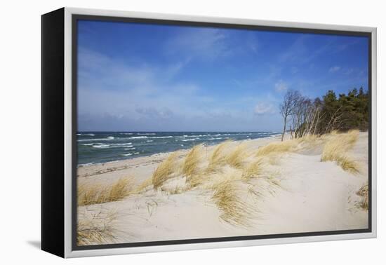 Dunes on the Western Beach of Darss Peninsula,-Uwe Steffens-Framed Premier Image Canvas