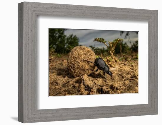 Dung beetle rolling a ball of dung, Texas, USA-Karine Aigner-Framed Photographic Print