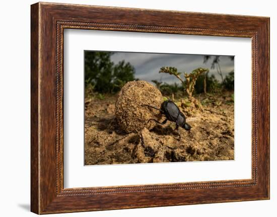 Dung beetle rolling a ball of dung, Texas, USA-Karine Aigner-Framed Photographic Print