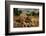 Dung beetle rolling a ball of dung, Texas, USA-Karine Aigner-Framed Photographic Print