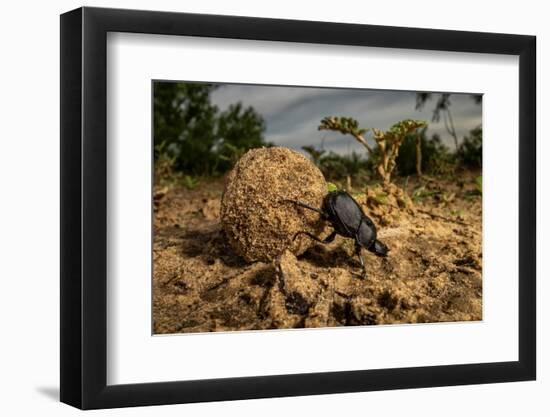 Dung beetle rolling a ball of dung, Texas, USA-Karine Aigner-Framed Photographic Print