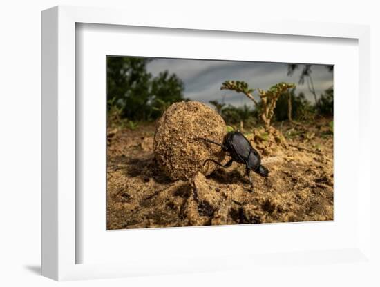 Dung beetle rolling a ball of dung, Texas, USA-Karine Aigner-Framed Photographic Print