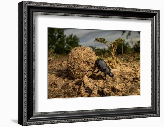 Dung beetle rolling a ball of dung, Texas, USA-Karine Aigner-Framed Photographic Print