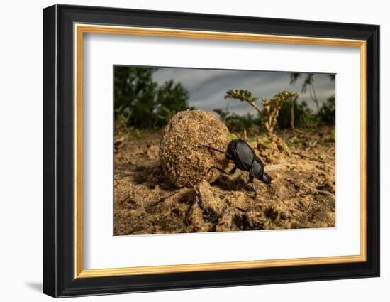 Dung beetle rolling a ball of dung, Texas, USA-Karine Aigner-Framed Photographic Print