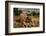 Dung beetle rolling a ball of dung, Texas, USA-Karine Aigner-Framed Photographic Print