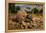 Dung beetle rolling a ball of dung, Texas, USA-Karine Aigner-Framed Premier Image Canvas