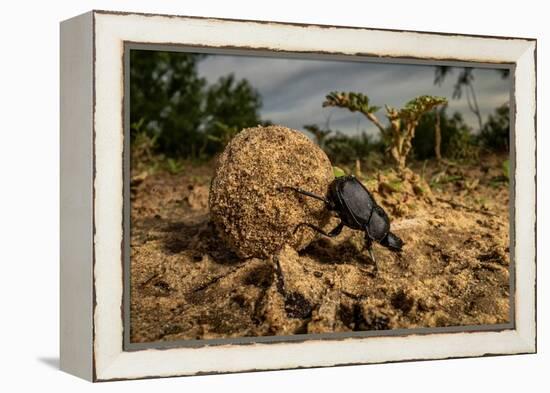 Dung beetle rolling a ball of dung, Texas, USA-Karine Aigner-Framed Premier Image Canvas