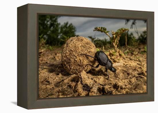 Dung beetle rolling a ball of dung, Texas, USA-Karine Aigner-Framed Premier Image Canvas