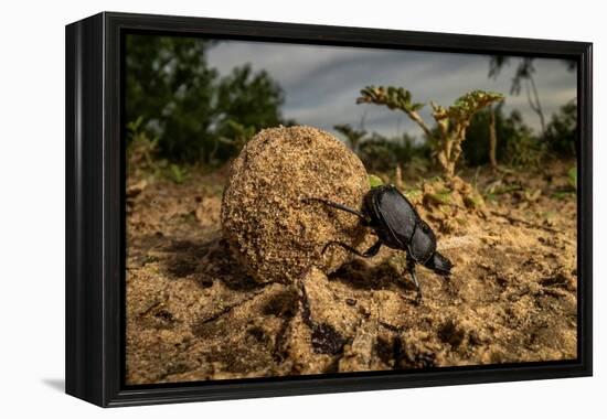 Dung beetle rolling a ball of dung, Texas, USA-Karine Aigner-Framed Premier Image Canvas