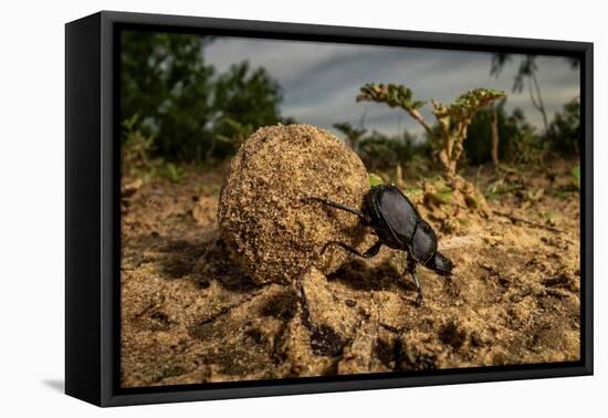 Dung beetle rolling a ball of dung, Texas, USA-Karine Aigner-Framed Premier Image Canvas