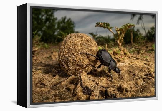 Dung beetle rolling a ball of dung, Texas, USA-Karine Aigner-Framed Premier Image Canvas