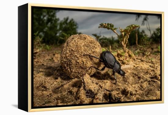 Dung beetle rolling a ball of dung, Texas, USA-Karine Aigner-Framed Premier Image Canvas