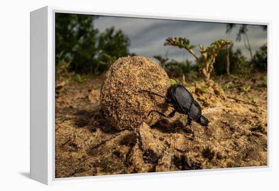 Dung beetle rolling a ball of dung, Texas, USA-Karine Aigner-Framed Premier Image Canvas