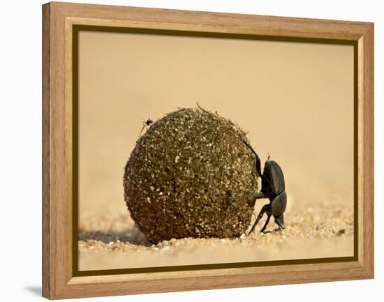 Dung Beetle Rolling a Dung Ball, Kruger National Park, South Africa, Africa-James Hager-Framed Premier Image Canvas