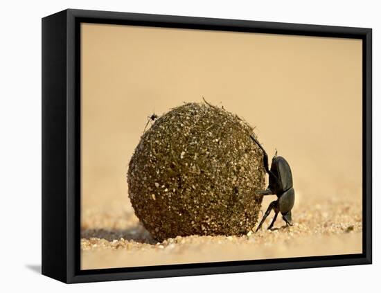 Dung Beetle Rolling a Dung Ball, Kruger National Park, South Africa, Africa-James Hager-Framed Premier Image Canvas