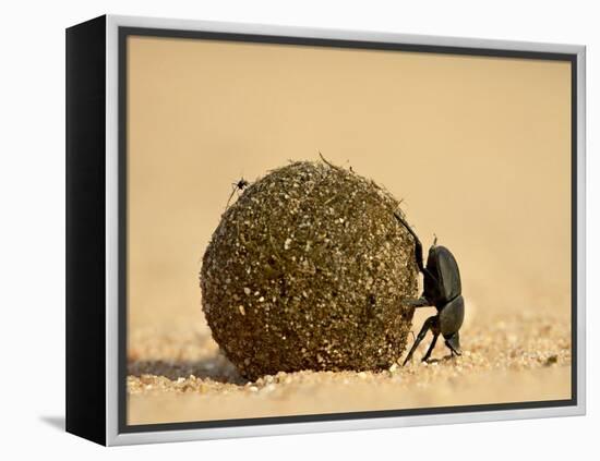 Dung Beetle Rolling a Dung Ball, Kruger National Park, South Africa, Africa-James Hager-Framed Premier Image Canvas