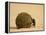 Dung Beetle Rolling a Dung Ball, Kruger National Park, South Africa, Africa-James Hager-Framed Premier Image Canvas