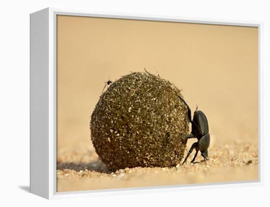 Dung Beetle Rolling a Dung Ball, Kruger National Park, South Africa, Africa-James Hager-Framed Premier Image Canvas