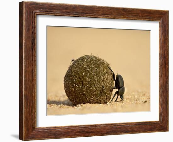 Dung Beetle Rolling a Dung Ball, Kruger National Park, South Africa, Africa-James Hager-Framed Photographic Print