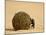 Dung Beetle Rolling a Dung Ball, Kruger National Park, South Africa, Africa-James Hager-Mounted Photographic Print