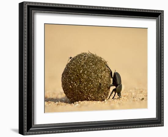 Dung Beetle Rolling a Dung Ball, Kruger National Park, South Africa, Africa-James Hager-Framed Photographic Print