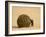 Dung Beetle Rolling a Dung Ball, Kruger National Park, South Africa, Africa-James Hager-Framed Photographic Print