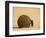 Dung Beetle Rolling a Dung Ball, Kruger National Park, South Africa, Africa-James Hager-Framed Photographic Print