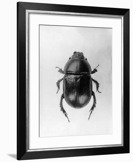 Dung Beetle-null-Framed Photographic Print