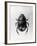 Dung Beetle-null-Framed Photographic Print