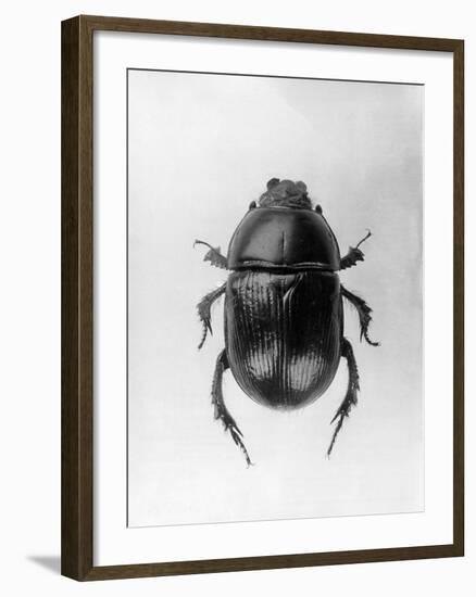 Dung Beetle-null-Framed Photographic Print