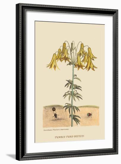 Dung Eating Beetles-Mark Catesby-Framed Art Print