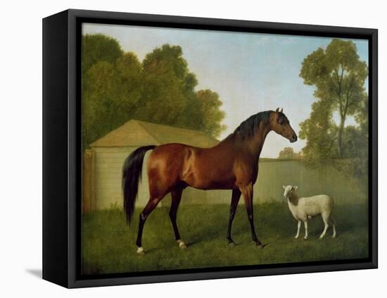 Dungannon, the Property of Colonel O'Kelly, Painted in a Paddock with a Sheep, 1793-George Stubbs-Framed Premier Image Canvas