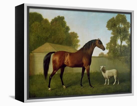 Dungannon, the Property of Colonel O'Kelly, Painted in a Paddock with a Sheep, 1793-George Stubbs-Framed Premier Image Canvas