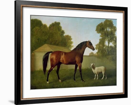 Dungannon, the Property of Colonel O'Kelly, Painted in a Paddock with a Sheep, 1793-George Stubbs-Framed Giclee Print