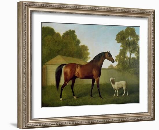 Dungannon, the Property of Colonel O'Kelly, Painted in a Paddock with a Sheep, 1793-George Stubbs-Framed Giclee Print
