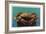 Dungeness Crab on Hood Canal - Hood Canal, WA-Lantern Press-Framed Art Print