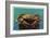 Dungeness Crab on Hood Canal - Hood Canal, WA-Lantern Press-Framed Art Print