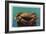 Dungeness Crab on Hood Canal - Hood Canal, WA-Lantern Press-Framed Premium Giclee Print