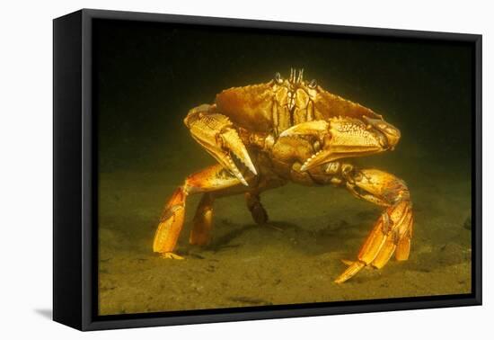 Dungeness crab standing on seabed, Vancouver, Pacific Ocean-David Fleetham-Framed Premier Image Canvas