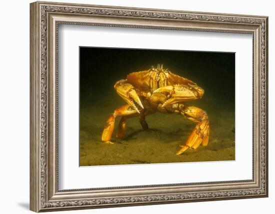 Dungeness crab standing on seabed, Vancouver, Pacific Ocean-David Fleetham-Framed Photographic Print