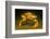 Dungeness crab standing on seabed, Vancouver, Pacific Ocean-David Fleetham-Framed Photographic Print