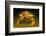 Dungeness crab standing on seabed, Vancouver, Pacific Ocean-David Fleetham-Framed Photographic Print