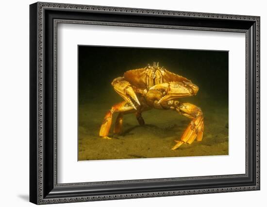 Dungeness crab standing on seabed, Vancouver, Pacific Ocean-David Fleetham-Framed Photographic Print