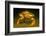 Dungeness crab standing on seabed, Vancouver, Pacific Ocean-David Fleetham-Framed Photographic Print