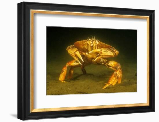 Dungeness crab standing on seabed, Vancouver, Pacific Ocean-David Fleetham-Framed Photographic Print