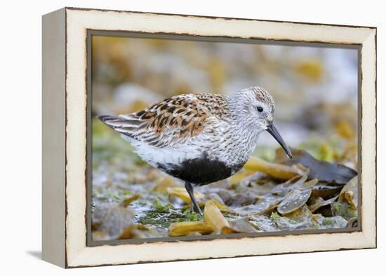 Dunlin portrait, Vardo, Finnmark, Norway-Markus Varesvuo-Framed Premier Image Canvas