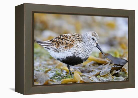 Dunlin portrait, Vardo, Finnmark, Norway-Markus Varesvuo-Framed Premier Image Canvas