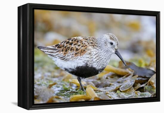 Dunlin portrait, Vardo, Finnmark, Norway-Markus Varesvuo-Framed Premier Image Canvas