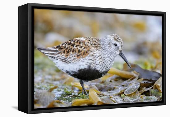 Dunlin portrait, Vardo, Finnmark, Norway-Markus Varesvuo-Framed Premier Image Canvas